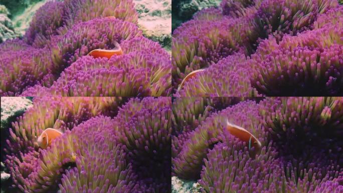 大堡礁旅游中的水下，粉红色海葵和臭鼬小丑鱼