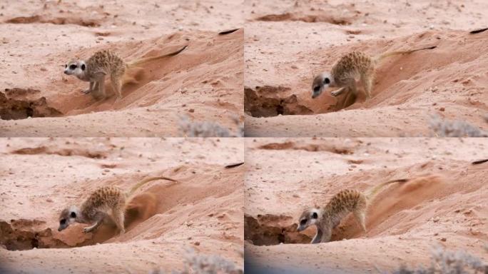 在南非的阿平顿喀拉哈里沙漠，一只可爱的猫鼬正在用前爪挖一个沙洞。