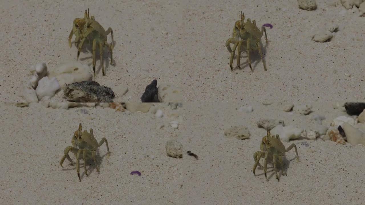 塞舌尔表哥岛自然保护区的鬼蟹
