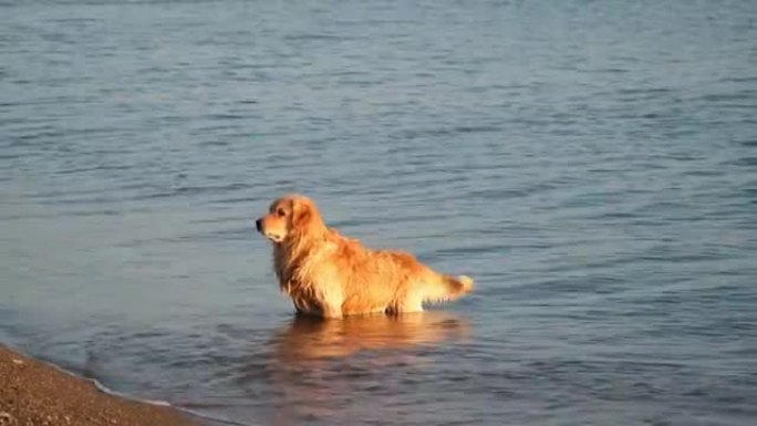 由于夏季炎热，金毛猎犬进入大海降温。