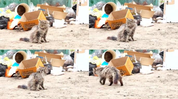肮脏的街头猫户外镜头