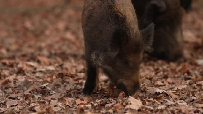 关闭年轻的野猪Sus scrofa平静的小猪在深色木材中寻找g。