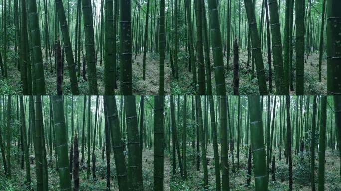 春天竹林中长出的大竹笋