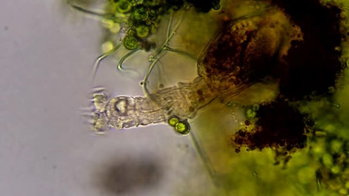 微生物-轮虫池塘河边养鱼池蛤蟆子