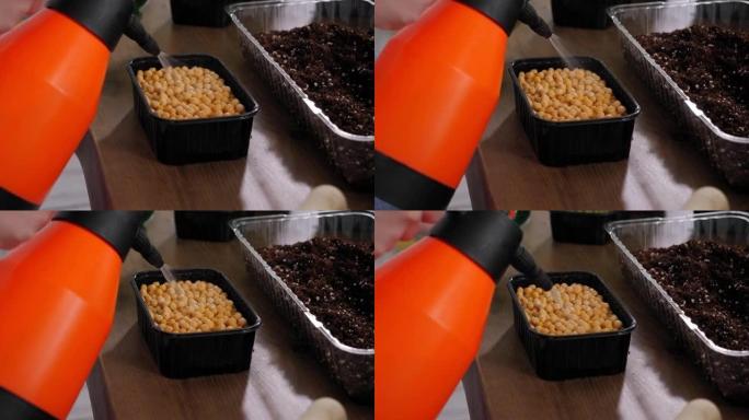 一个女人在现代温室里给豌豆豆芽浇水的特写镜头。微型果岭。