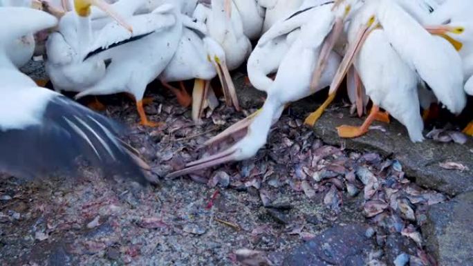 美国白鹈鹕成群结队在海边吃鱼
