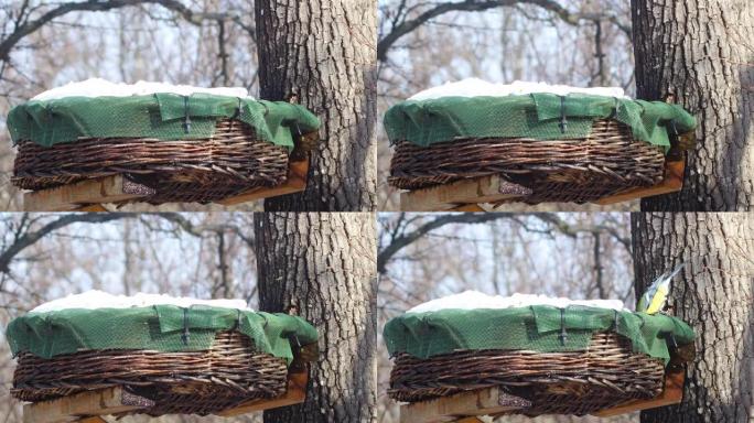 冬天，小野鸟在木篮上取种子作为食物。多拍特写