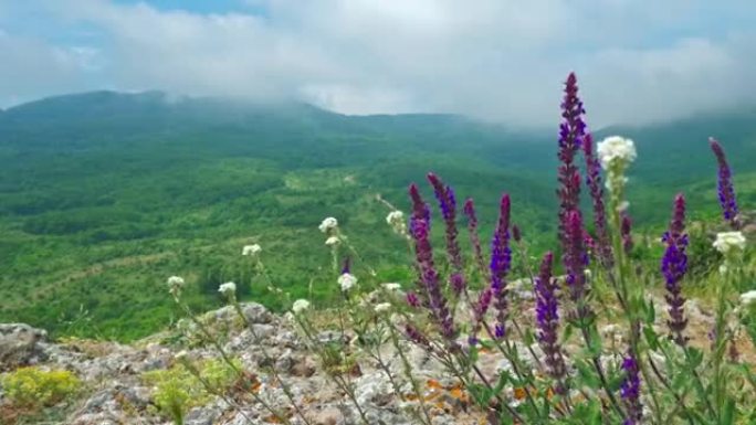 野生药用植物生长在云雾覆盖的山脉背景上。