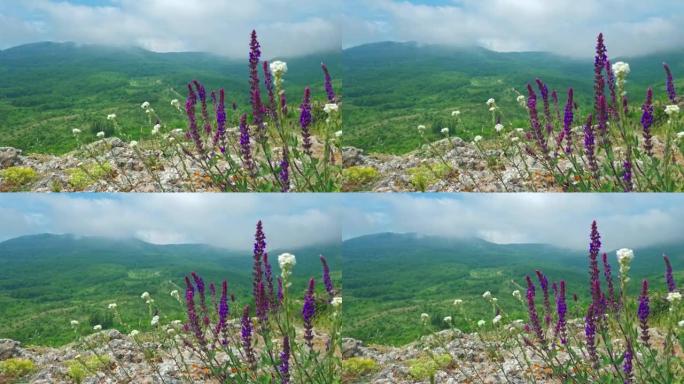 野生药用植物生长在云雾覆盖的山脉背景上。