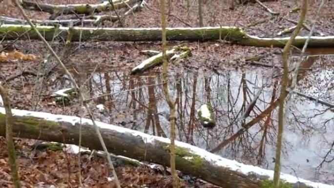 反射水坑，积雪覆盖着倒下的树木