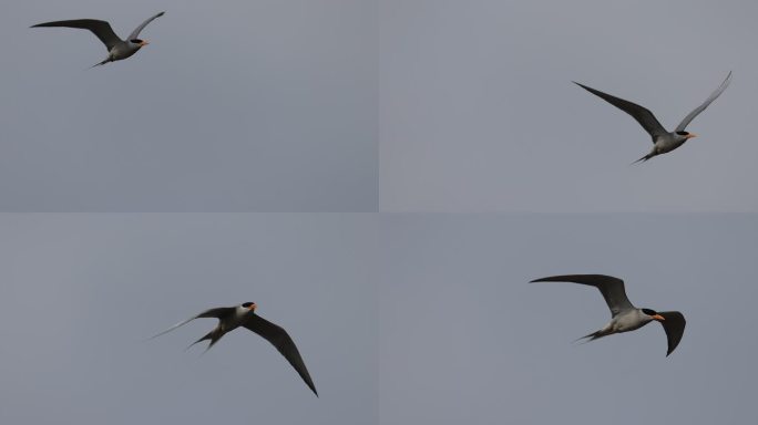 黄嘴河燕鸥飞行的特写镜头升格视频