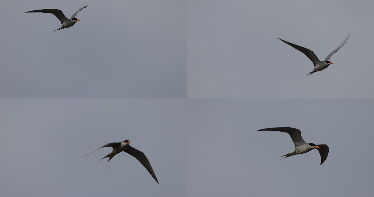 黄嘴河燕鸥飞行的特写镜头升格视频
