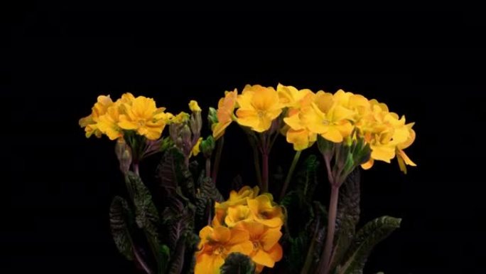 黑色背景上的黄色樱草花，延时，4k