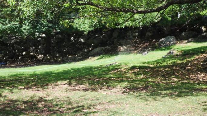 在阳光明媚的夏日，花园洒水装置浇灌郁郁葱葱的绿草，花朵和树木。自动喷水灭火系统给草坪浇水