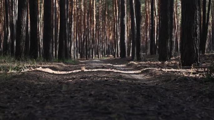 穿过松树林的路的美景。狭义聚焦。