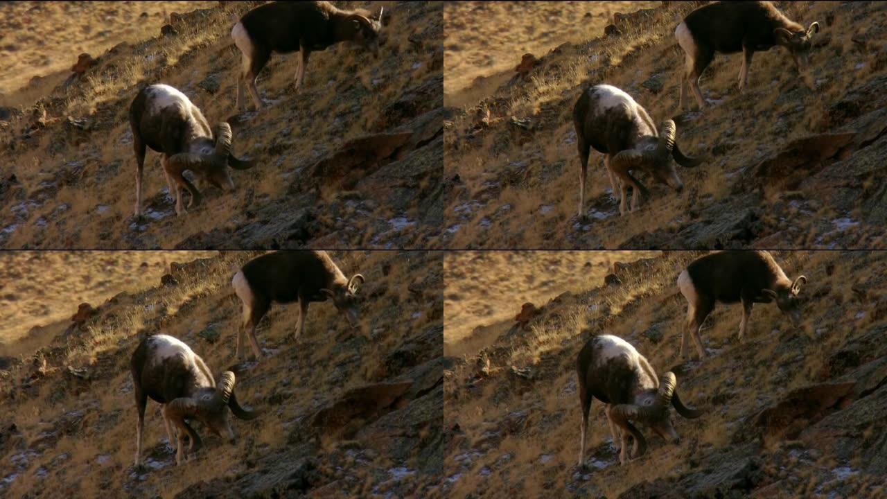 盘羊或山羊，kachkar (lat。Ovis ammon) 是Polorogi家族的偶蹄类哺乳动物