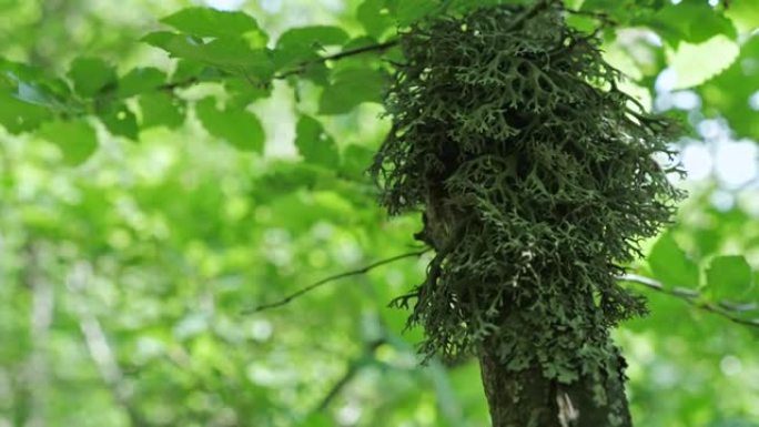 树枝上的长青苔藓地衣。