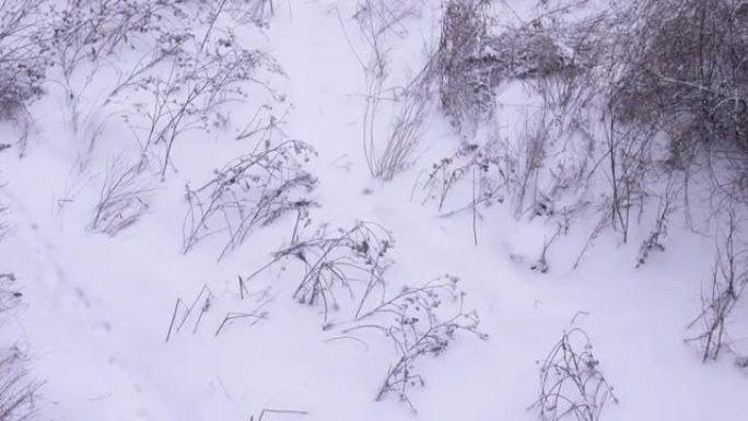 冬季风景与白雪皑皑的拉普兰鸟，雪中的山雀，俯视图，冬季暴风雪，美丽的雪景背景。