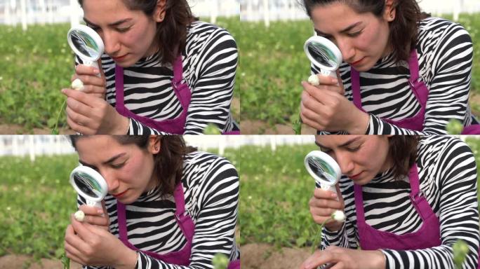 农业工程师在园艺温室中检查花卉的4k视频