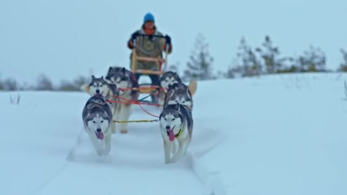 肖像，哈士奇的雪橇犬在白雪皑皑的道路上快速奔跑，一只麝香鼠站在雪橇上并带动一支队伍。雪橇犬赛跑，雪道