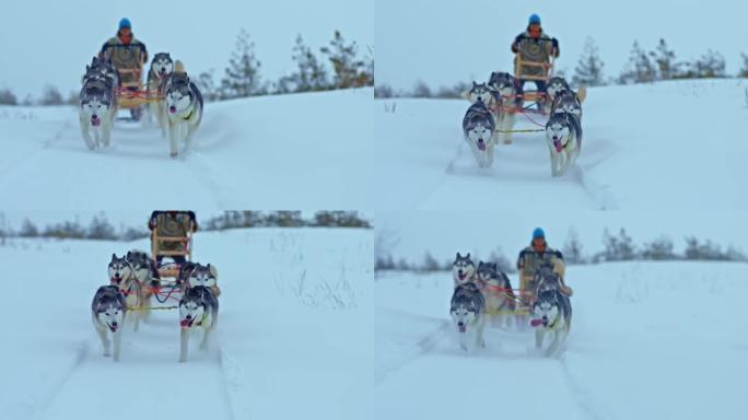 肖像，哈士奇的雪橇犬在白雪皑皑的道路上快速奔跑，一只麝香鼠站在雪橇上并带动一支队伍。雪橇犬赛跑，雪道