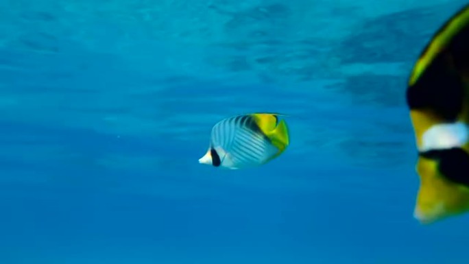 慢动作，一对蝴蝶鱼在蓝色的水中慢慢游动。交叉条纹蝴蝶或线鳍蝴蝶鱼 (Chaetodon auriga