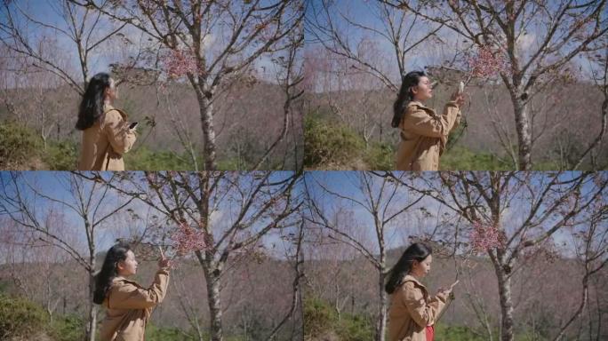 樱花树下的亚洲女孩用智能手机拍摄盛开的树。