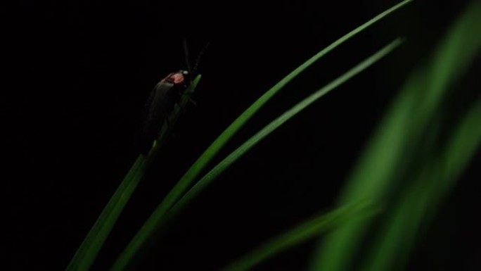 萤火虫。萤火虫粘在树叶上，拼命发光。