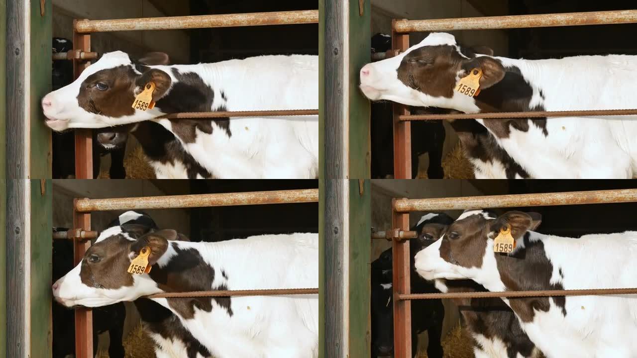 在农场喝完牛奶后的小牛。农民谷仓里的年轻黑白荷斯坦奶牛。十二生肖，象征年份概念。
