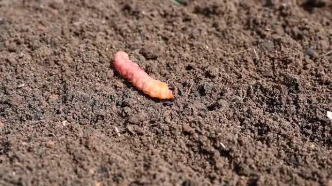 臭虫或柳树害虫的毛毛虫被埋在地下