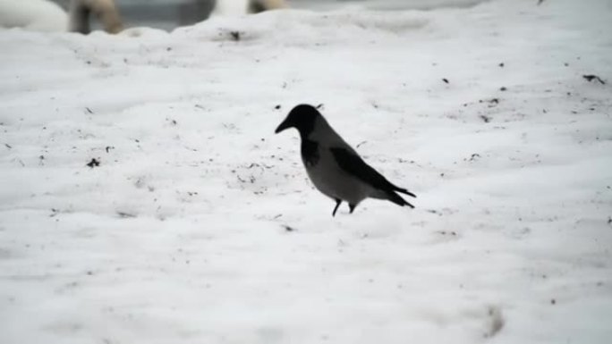 一只野生的黑乌鸦穿过海边的雪地寻找食物。