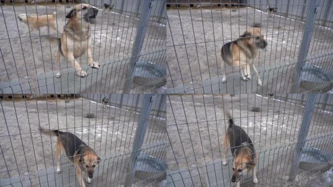 流浪狗庇护所。圈内的无家可归的狗。狗在监狱里吠叫。狗叫在篱笆后面