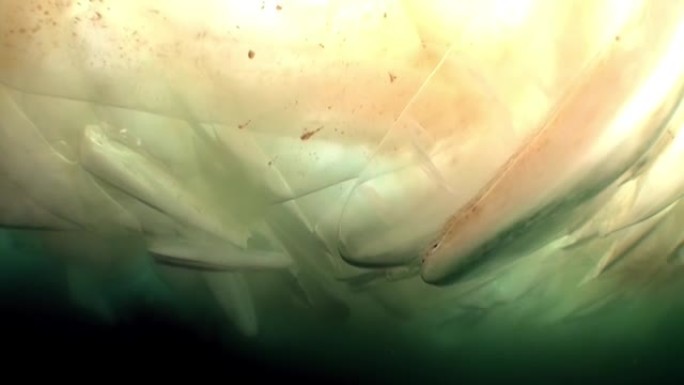 冰面上的人的冷水中的水下视频拍摄。