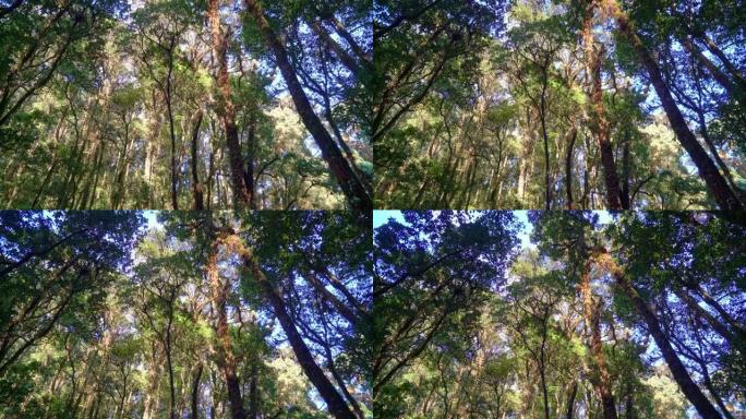 森林树木。自然绿色木材阳光和天空