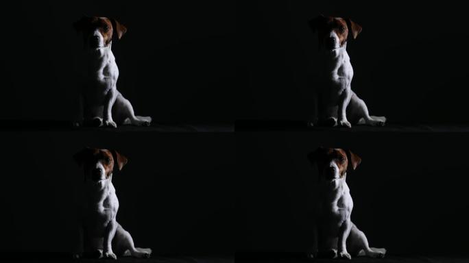 杰克·罗素 (Jack Russell) 坐在黑色背景上的黑暗工作室中。宠物剪影。前视图。慢动作。特