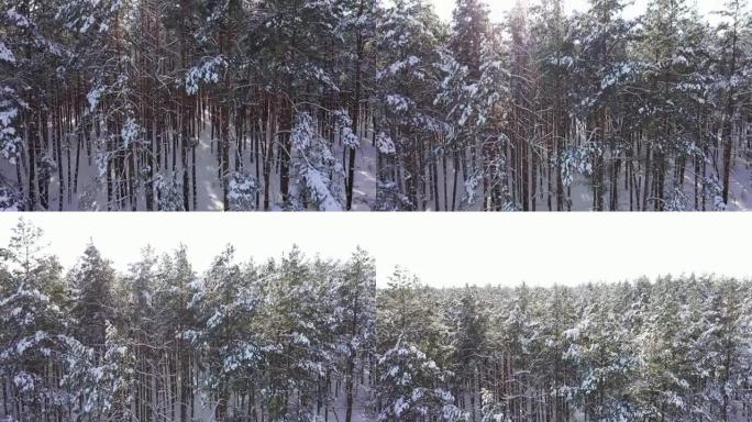 晴朗天气中的冬季森林场鸟瞰图