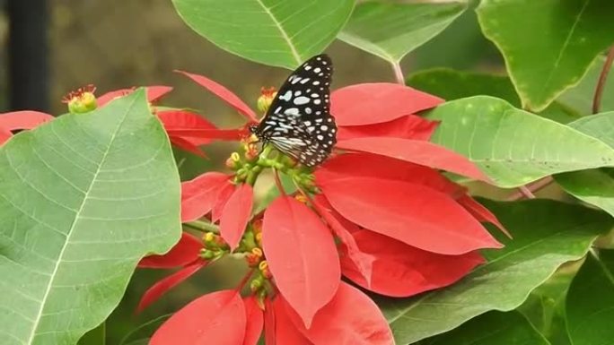 蝴蝶特写黄花。帝王蝶在黄花上。虎蝶特写