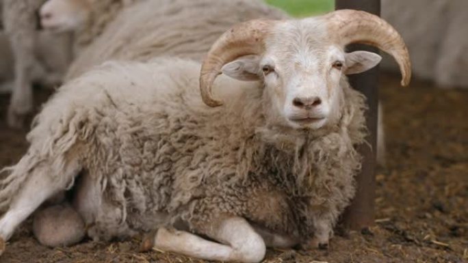 一只长着羊角的年轻公羊在羊圈里休息，特写镜头