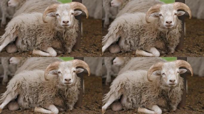 一只长着羊角的年轻公羊在羊圈里休息，特写镜头
