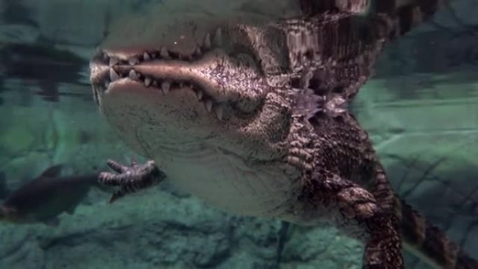 鳄鱼在水下游泳-特写