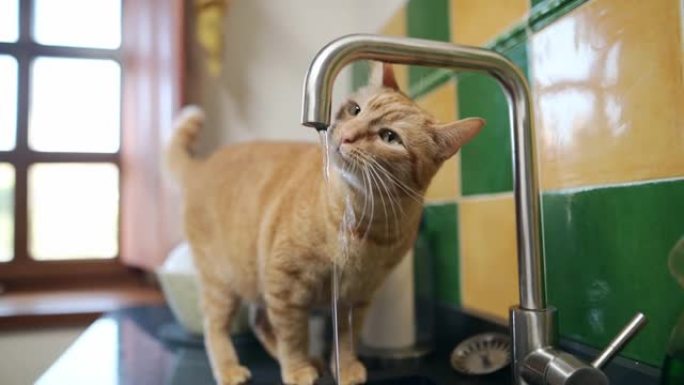 姜猫从厨房水槽水龙头喝水