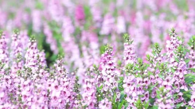 粉红色的丹参花或丹参在草地上开花。盘左至右的紫色粉杯鼠尾草的花序，或粉状鼠尾草与绿色的叶子。盛开的花