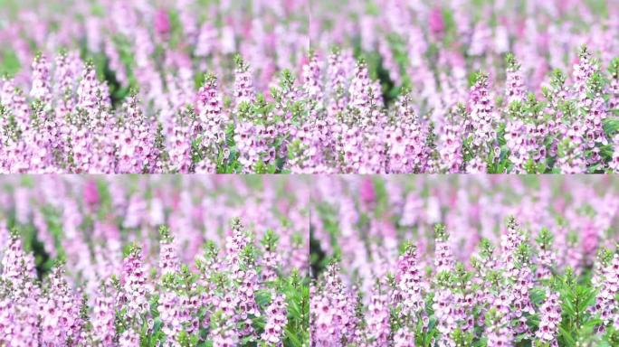 粉红色的丹参花或丹参在草地上开花。盘左至右的紫色粉杯鼠尾草的花序，或粉状鼠尾草与绿色的叶子。盛开的花