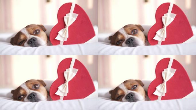 吉娃娃狗与红心礼盒躺在床上。情人节