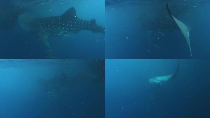 鲸鲨在拉贾安帕特的Kri群岛的蓝色海洋中游泳。印度尼西亚巴布亚的野生动物水下景观。