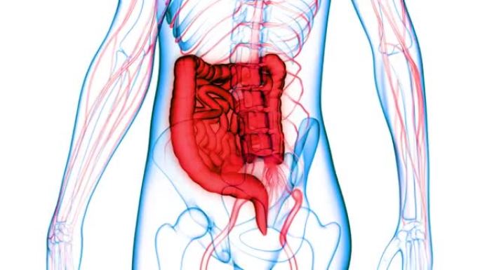 人体消化系统大小肠解剖动画概念