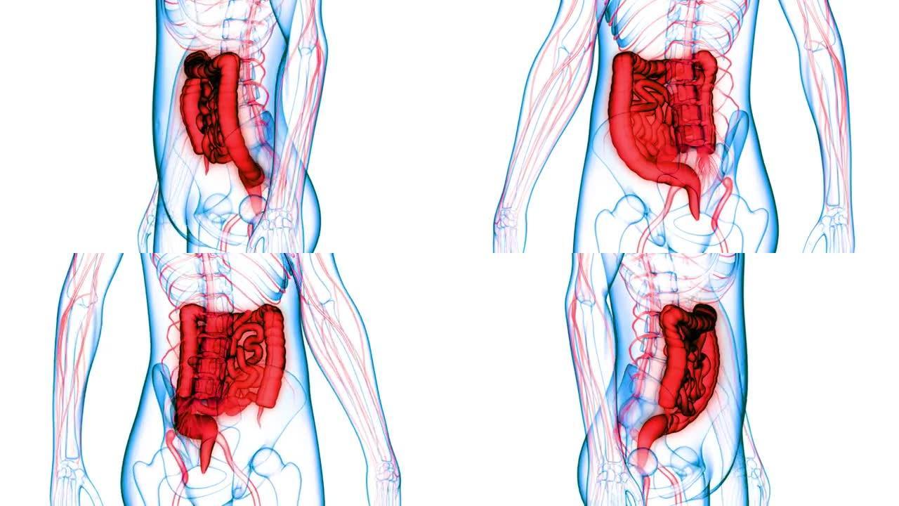 人体消化系统大小肠解剖动画概念