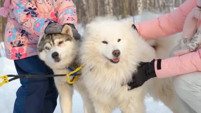 抚摸阿拉斯加雪橇犬和萨摩耶犬