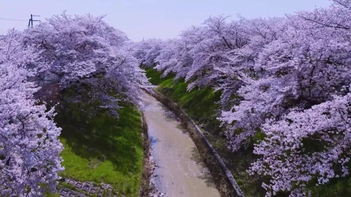 春天百花齐放桃花盛开