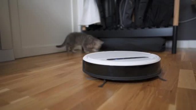 宠物和家务，智能技术概念。机器人真空吸尘器和小型在家玩灰色虎斑猫苏格兰直小猫。猫小子和机器人真空吸尘